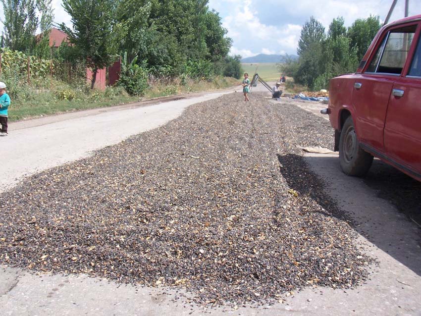 Descascarillando girasol sobre la ruta a Osh.