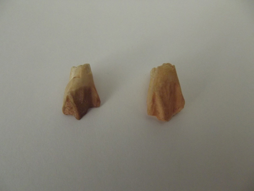 Ulaanbaatar – Luchando con las motos