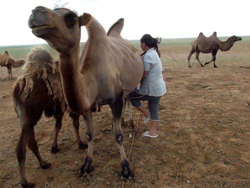 Dalanzadgad – El Roller Coaster Mongol