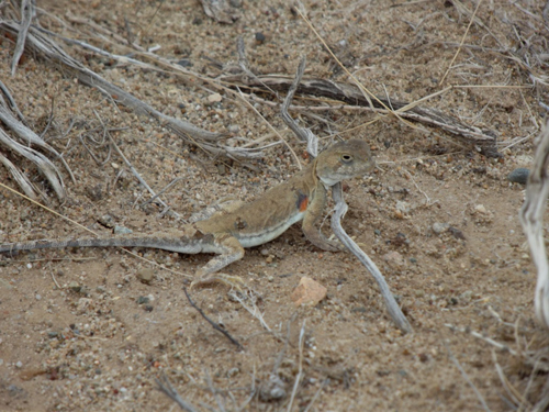 Sainshand - Shambala & Sunshine