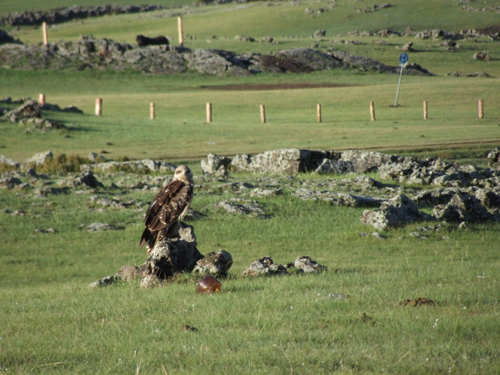 Orkhon Khürkhree – La vuelta al Verde…