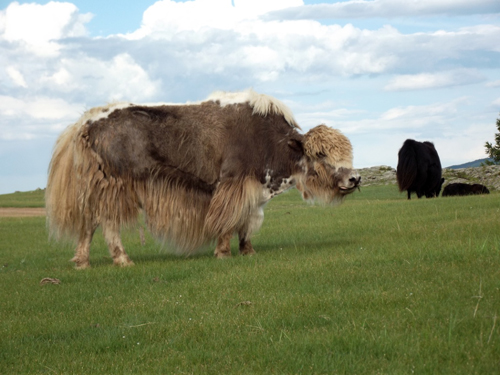 Orkhon Khürkhree – La vuelta al Verde…